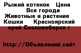 Рыжий котенок › Цена ­ 1 - Все города Животные и растения » Кошки   . Красноярский край,Сосновоборск г.